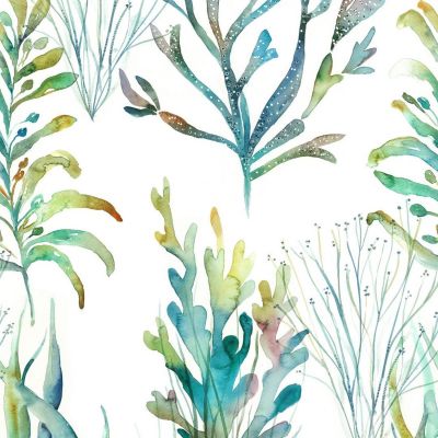 Coral Reef Kelpie